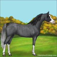 Horse Color:Blue Roan Splash Varnish 