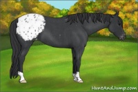 Horse Color:Blue Roan Appaloosa 