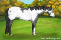 Horse Color:Blue Roan Frame Snowcap 