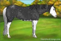 Horse Color:Black Splash Snowflake Varnish 
