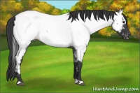 Horse Color:Blue Roan Appaloosa 