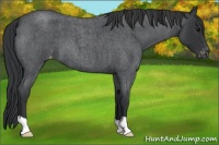 Horse Color:Blue Roan Varnish 