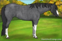 Horse Color:Blue Roan 