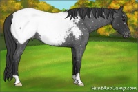 Horse Color:Blue Roan Snowcap Rabicano 