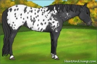 Horse Color:Blue Roan Appaloosa 