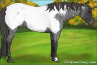Horse Color:Smoky Blue Roan Appaloosa