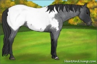 Horse Color:Blue Roan Appaloosa Rabicano 