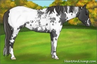 Horse Color:White Spotted Smoky Blue Roan Appaloosa 
