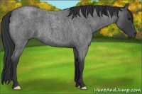 Horse Color:Blue Roan 