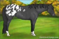 Horse Color:Blue Roan Appaloosa 