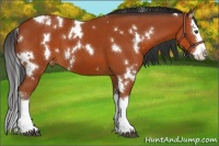 Horse Color:White Spotted Bay Sabino Splash Appaloosa 