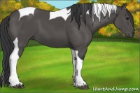 Horse Color:Black Sabino Tobiano 