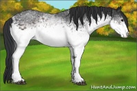 Horse Color:White Spotted Brown Sabino