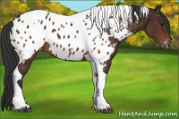 Horse Color:Bay Sabino Tobiano Near Leopard Rabicano 