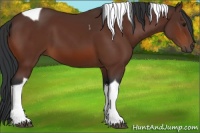 Horse Color:Brown Tobiano