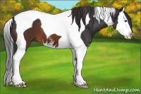 Horse Color:Brown Sabino Splash Tobiano