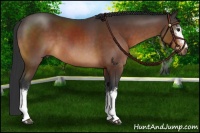 Horse Color:White Spotted Brown 