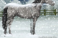 Horse Color:Grullo Ice 