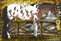 Horse Color:Brown Mushroom Tobiano Appaloosa 