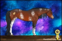 Horse Color:White Spotted Bay 