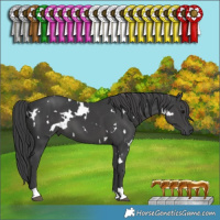 Horse Color:White Spotted Black 