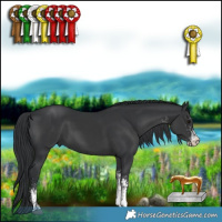 Horse Color:White Spotted Black