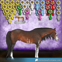 Horse Color:White Spotted Brown 