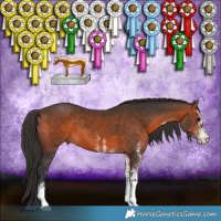 Horse Color:White Spotted Brown