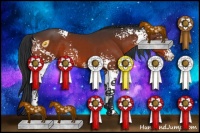 Horse Color:White Spotted Bay