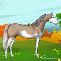 Horse Color:Silver Bay Roan Dun Splash 