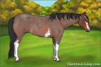 Horse Color:Unknown 