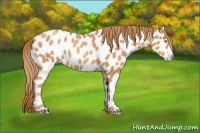 Horse Color:Gold Champagne Appaloosa