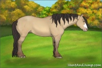Horse Color:Amber Champagne Dun 