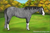 Horse Color:Blue Roan Splash 