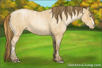 Horse Color:Buckskin Roan Pearl and Gray Buckskin Roan Pearl
