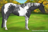 Horse Color:Black Tobiano 