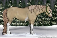 Horse Color:White Spotted Liver Red Dun 