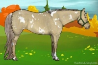 Horse Color:White Spotted Chocolate Palomino Dun