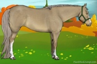 Horse Color:White Spotted Chocolate Palomino Dun 