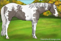 Horse Color:Silver Black Splash Tobiano 