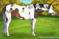 Horse Color:Brown Splash Tobiano 