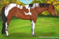 Horse Color:Bay Tobiano 