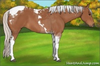 Horse Color:Silver Bay Tobiano