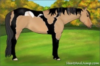 Horse Color:Bay Dun Tobiano 