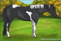 Horse Color:Black Tobiano 