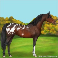 Horse Color:Brown Appaloosa 