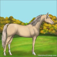 Horse Color:Gold Cream Champagne 