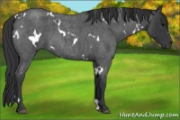 Horse Color:White Spotted Blue Roan 