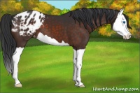 Horse Color:Brown Splash Appaloosa 