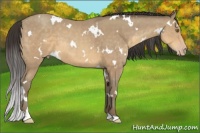 Horse Color:White Spotted Sable Cream Champagne